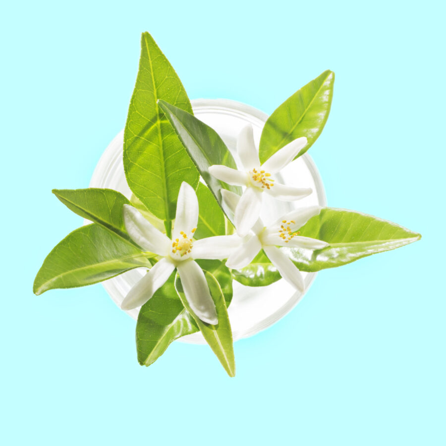 Neroli,(citrus,Aurantium),Blossoms,In,Glass,,Isolated,On,White,,Beauty Neroli,(citrus,Aurantium),Blossoms,In,Glass,,Isolated,On,White,,Beauty