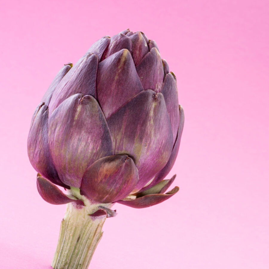 Artichoke flower, purple edible bud isolated on pink background.