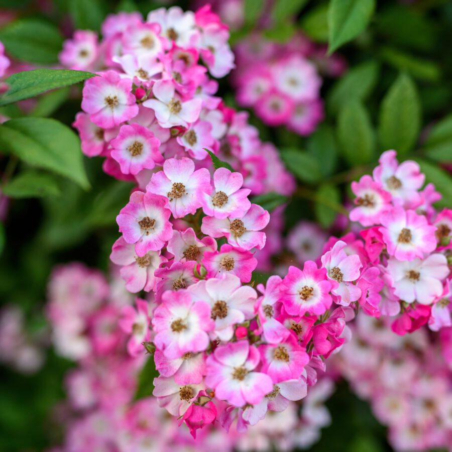 Wonderful,,Beautifully,Developed,Wild,Rose,Flowers.,Background,Of,Pink,Flowers. Wonderful,,Beautifully,Developed,Wild,Rose,Flowers.,Background,Of,Pink,Flowers.