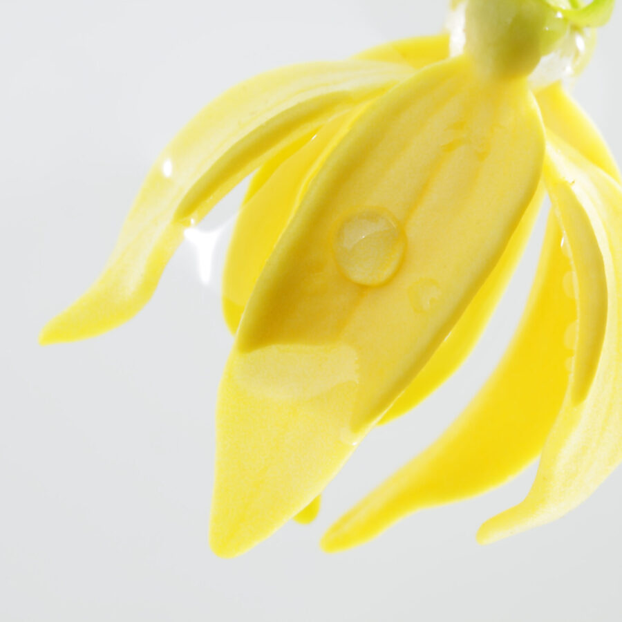 Ylang,Ylang,Flower,In,Water,Isolated,On,Grey,Background. Ylang,Ylang,Flower,In,Water,Isolated,On,Grey,Background.